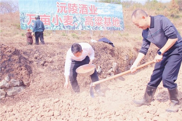 2022-2023年沅陵酒業(yè)&華隆農(nóng)業(yè)小麥、高粱基地播種小麥.